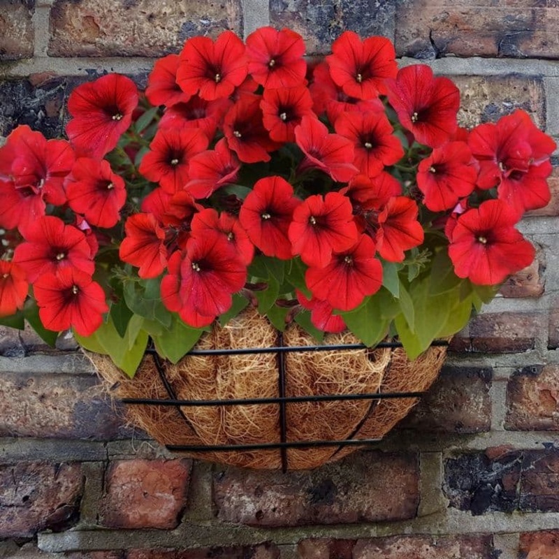 Ambassador Wire Wall Basket – 16