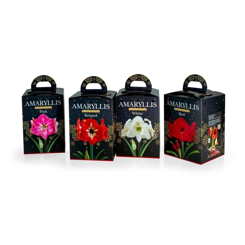 Deree Gift Kits – Amaryllis