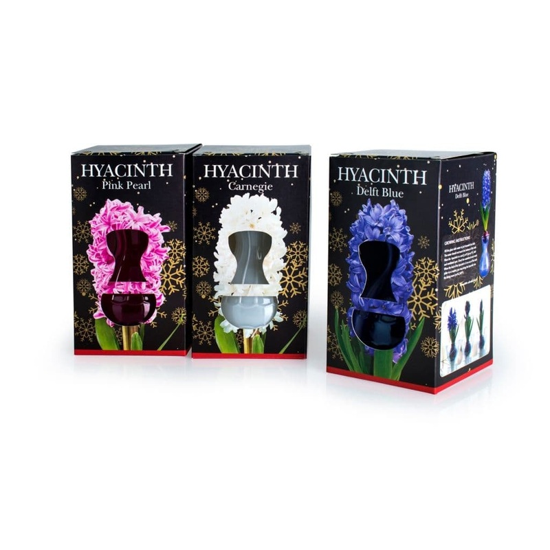 Deree Glass Kits – Hyacinth
