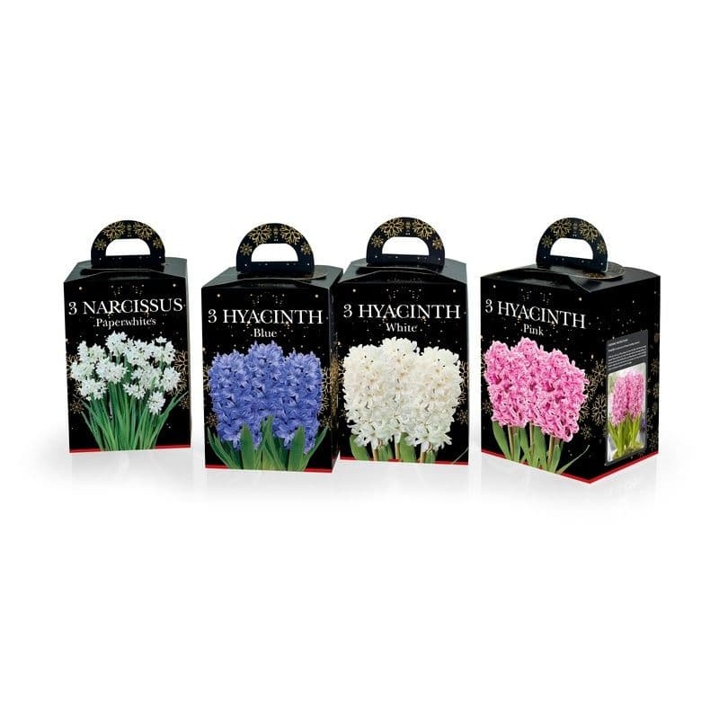 Deree Hyacinth & Paper White Gift Kits