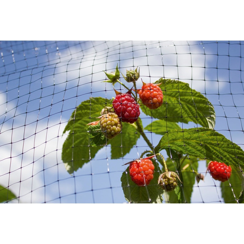 Ambassador Fruit Cage Net – 16 x 2m